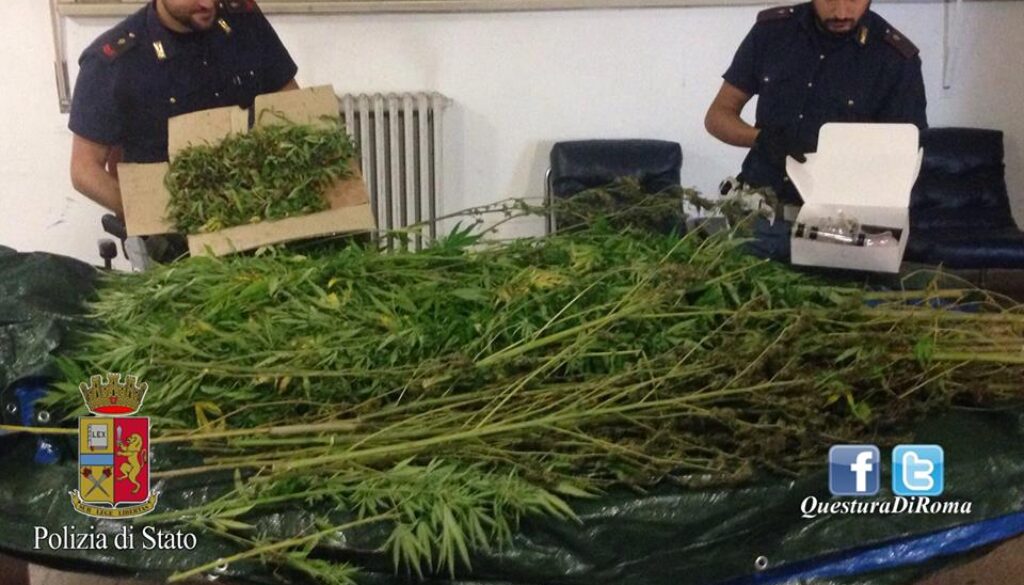 Scoperta una vasta coltivazione di marijuana a Settebagni