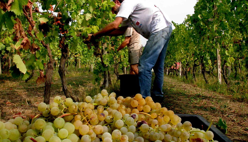 Vendemmia insieme agli amici Vendemmia insieme agli amici