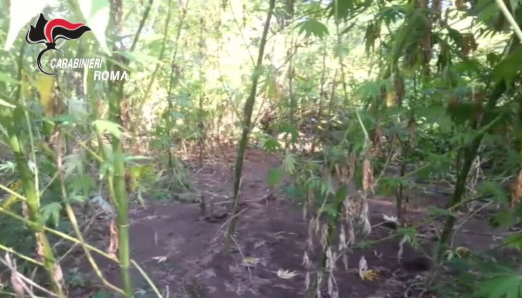 Scoperta una gigantesca piantagione di marijuana nel Parco di Veio – VIDEO