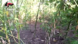 Scoperta una gigantesca piantagione di marijuana nel Parco di Veio – VIDEO Scoperta una gigantesca piantagione di marijuana nel Parco di Veio – VIDEO
