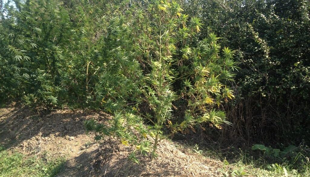 Cannabis vicino box auto a Subiaco