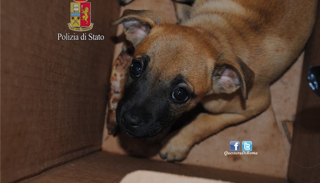 Polizia salva cagnolino abbandonato vicino alla spazzatura a Velletri