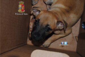 Polizia salva cagnolino abbandonato vicino alla spazzatura a Velletri