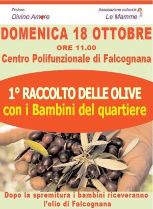 Raccolto olive Falcognana