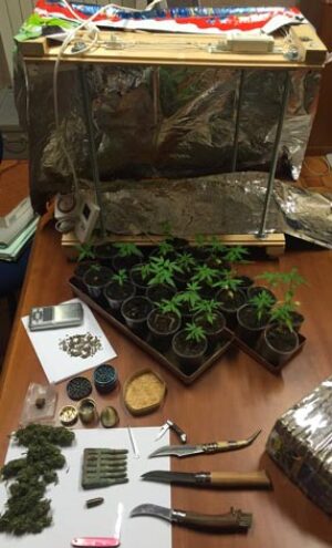 Serra di marijuana e proiettili in casa