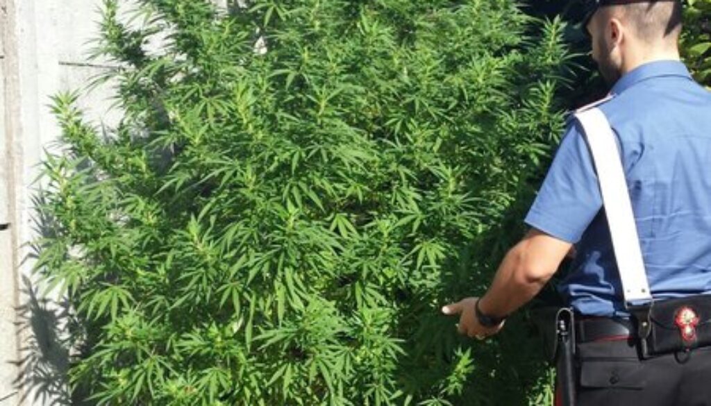 rsz_accompagna_il_figlio_a_scuola_a_villa_gordiani_e_scopre_piante_di_marijuana