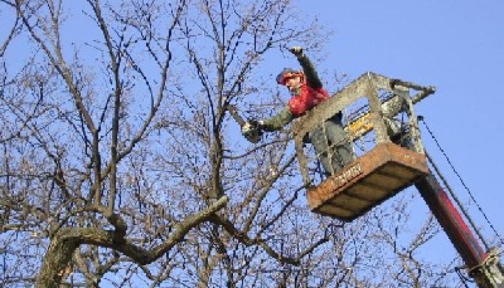 Cade durante la potatura di un albero a Frascati