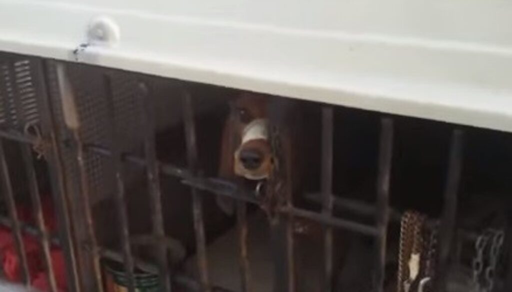 Cane in gabbia e con nastro adesivo al muso a Casalotti