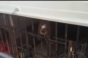 Cane in gabbia e con nastro adesivo al muso a Casalotti