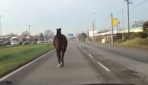 Cavallo sulla strada all'Albuccione di Guidonia