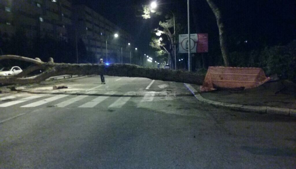 Grosso pino cade a viale dell'Oceano Atlantico