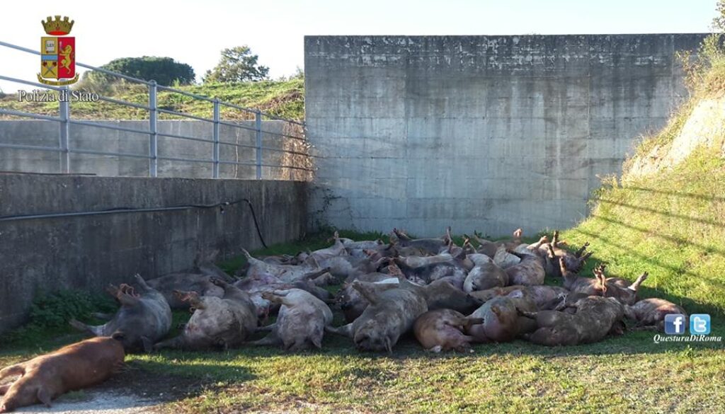 Guida sulla Roma-Civitavecchia con 30 maiali morti