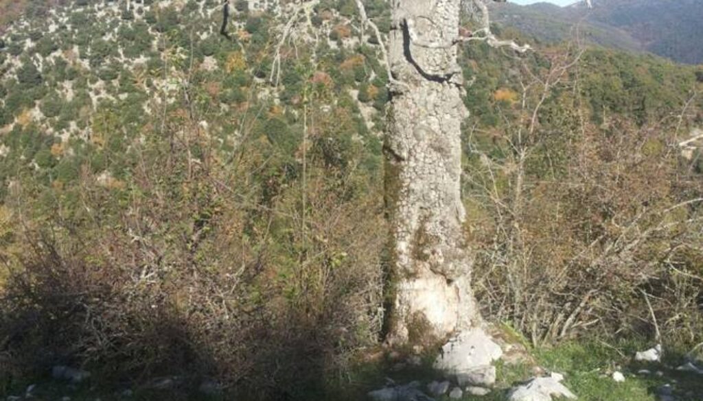 Va a cercare funghi a Montelanico e viene attaccato da calabroni