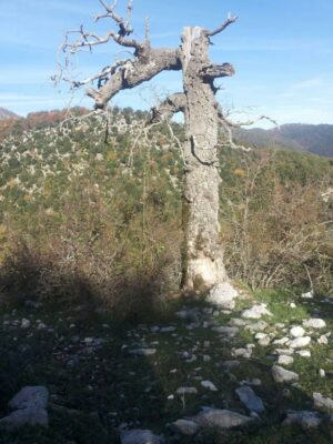 Va a cercare funghi a Montelanico e viene attaccato da calabroni