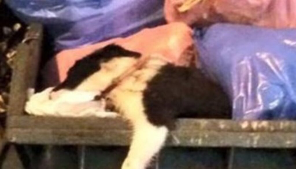 Cane ucciso