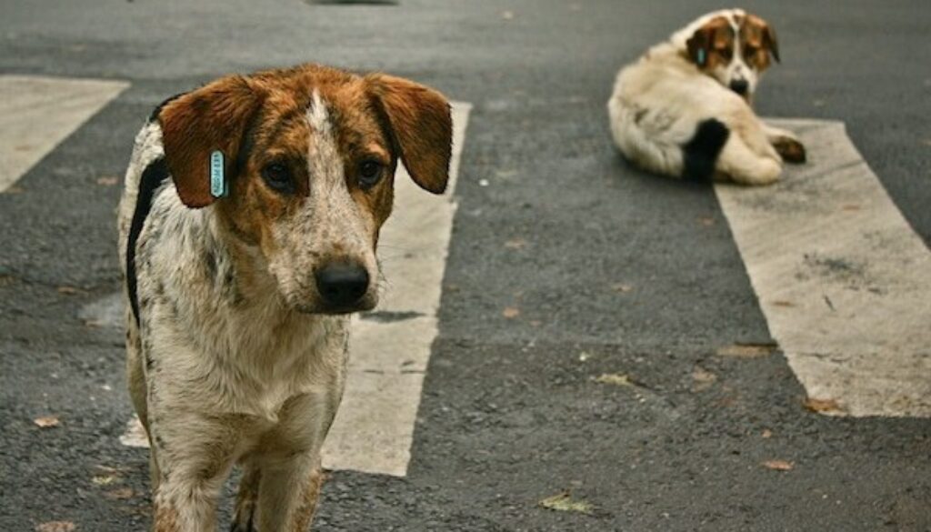 Cani-randagi-600x3901 Cani-randagi-600x3901