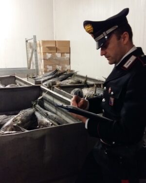 MONTEROTONDO-il-tonno-sequestrato-1-e1454421262250