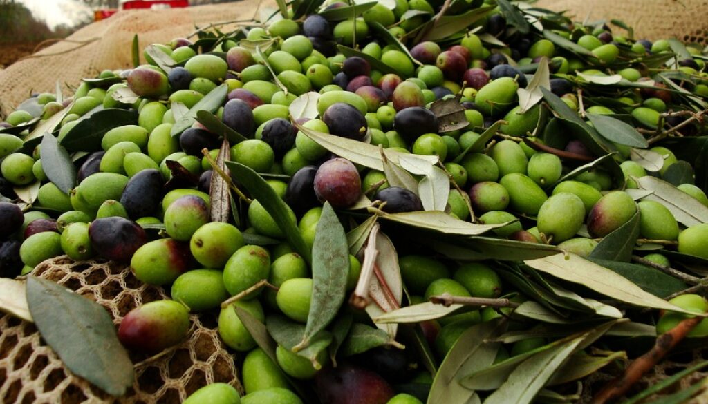 Olio Coldiretti