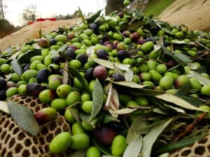 Olio Coldiretti