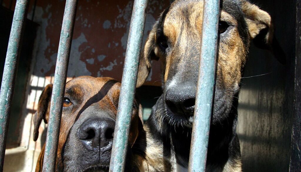 cani-traffico-gabbie-polli
