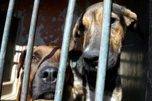 cani-traffico-gabbie-polli