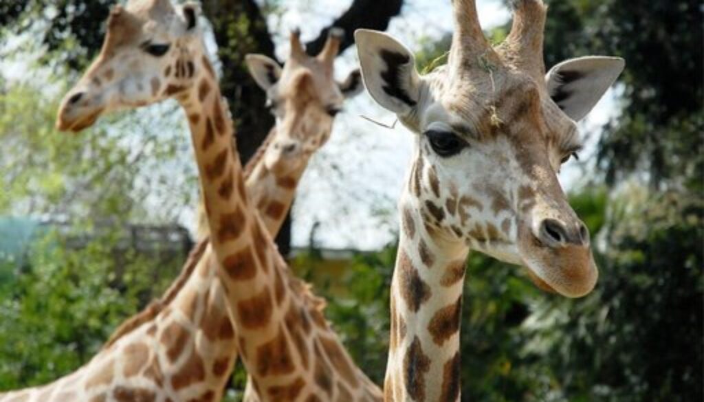 rsz_bioparco-roma-3-giraffe