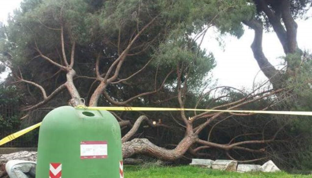 Crolla un pino alla Garbatella