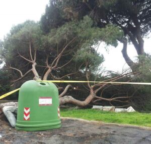 Crolla un pino alla Garbatella