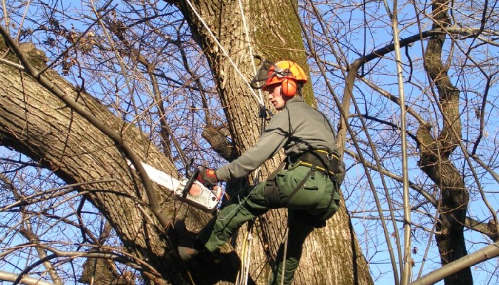 Municipio XV, dal 5 marzo potature alberi