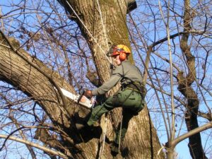 Municipio XV, dal 5 marzo potature alberi