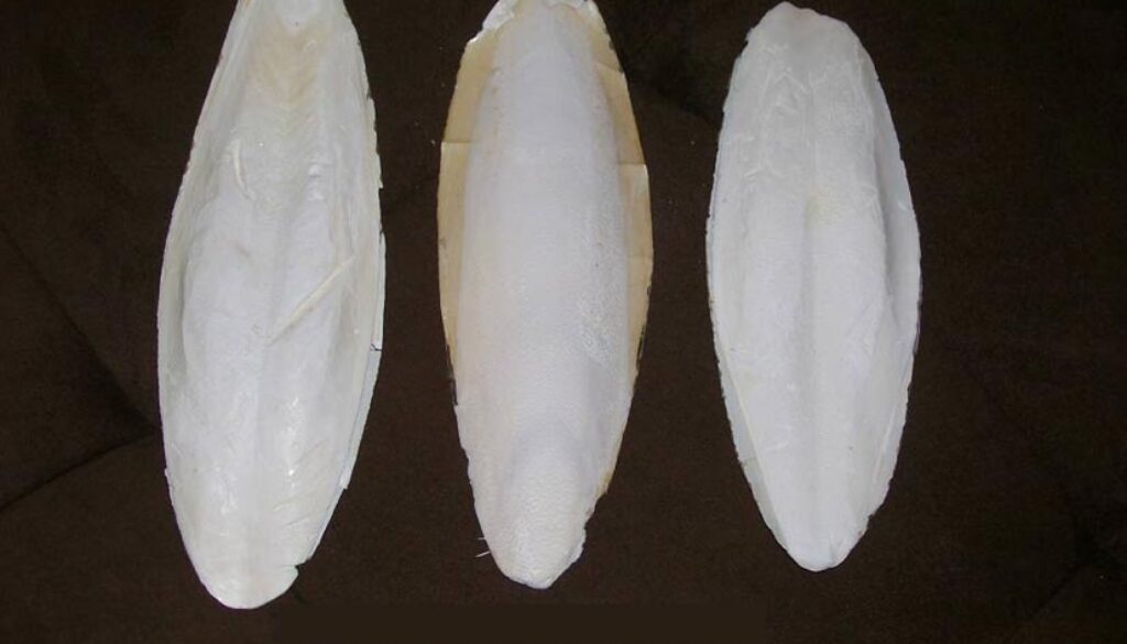 Ossi di seppia per diluire la cocaina a San Lorenzo