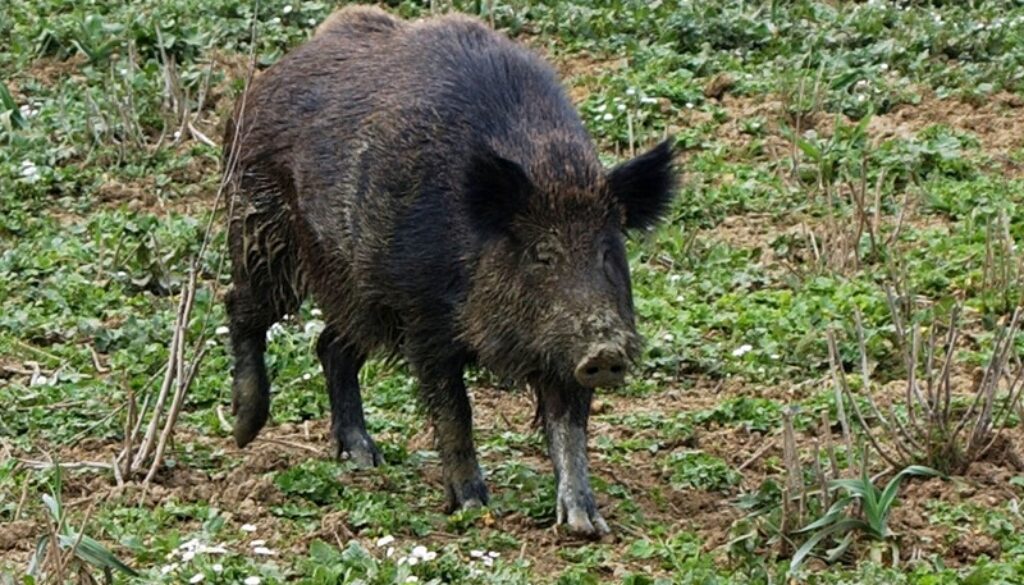Cinghiali sulla via Cassia, avvistamento nei pressi del comprensorio "Case e Ca