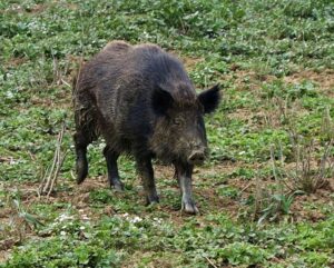 Cinghiali sulla via Cassia, avvistamento nei pressi del comprensorio "Case e Ca