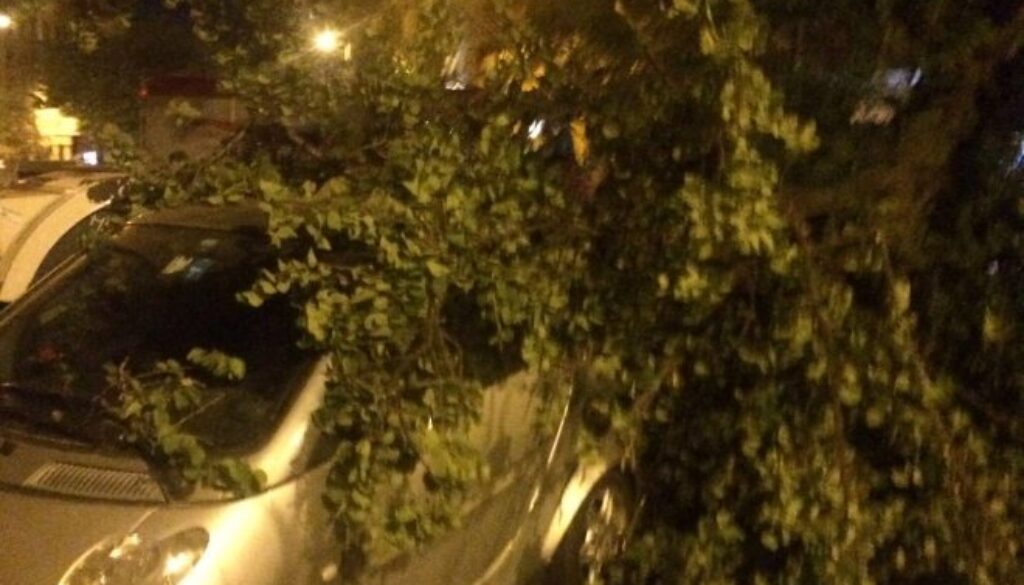 Albero crolla a viale Gorizia