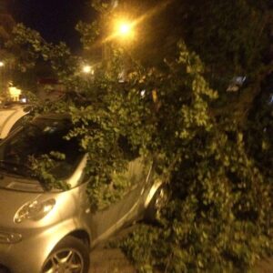 Albero crolla a viale Gorizia Albero crolla a viale Gorizia