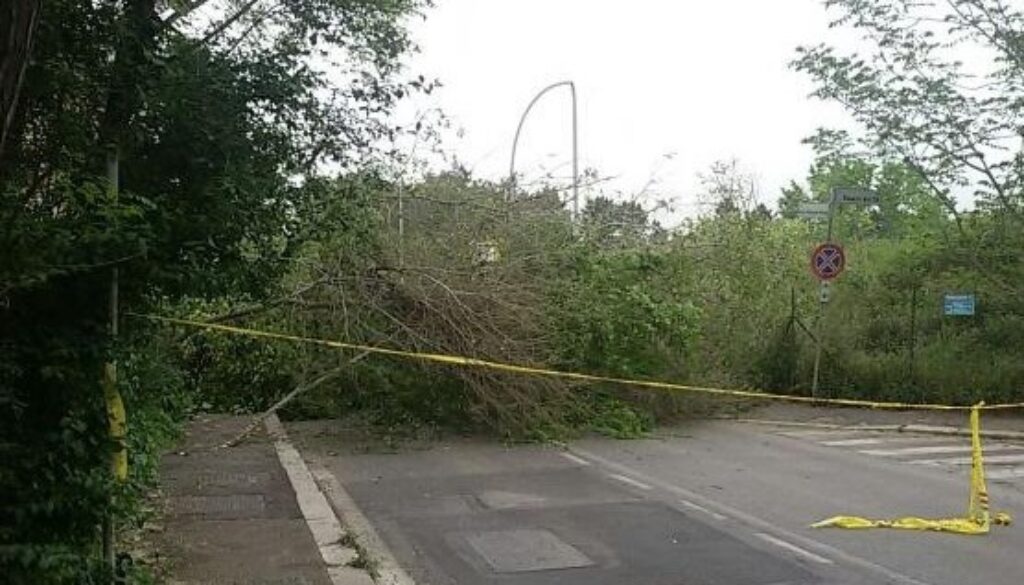 Albero crolla sulla strada in zona Cecchignola