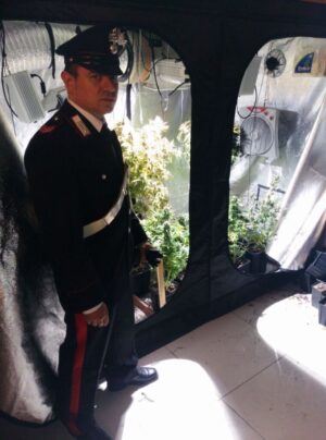 Coltivavano marijuana in casa a Cesano Coltivavano marijuana in casa a Cesano