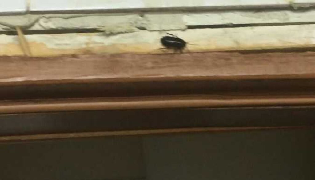 Ristoranti sporchi e irregolari al Quartaccio e Trastevere