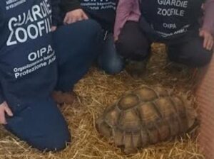 Tartaruga abbandonata per strada a Marino