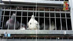 Trasporto illegale di tonni e piccioni
