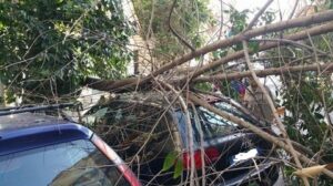 Albero cade e distrugge auto Albero cade e distrugge auto
