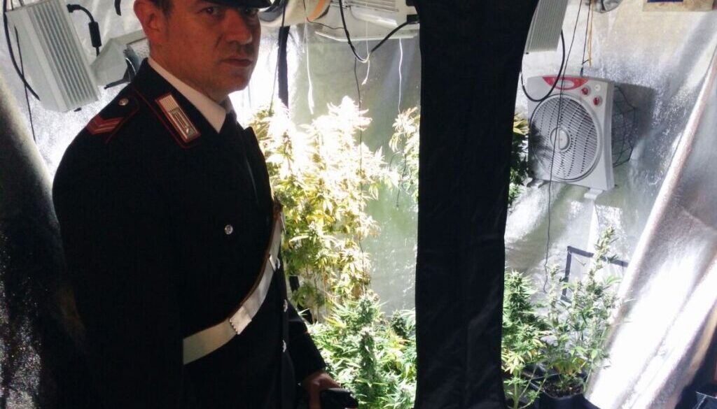 CASSIA%20-%20La%20piantagione%20marijuana%20%20scoperta%20dai%20Carabinieri%20-%20FOTO%20DI%20REPERTORIO (2)