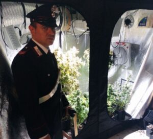 CASSIA%20-%20La%20piantagione%20marijuana%20%20scoperta%20dai%20Carabinieri%20-%20FOTO%20DI%20REPERTORIO (2)