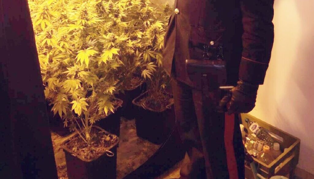 Coltivano marijuana in casa in zona Portonaccio