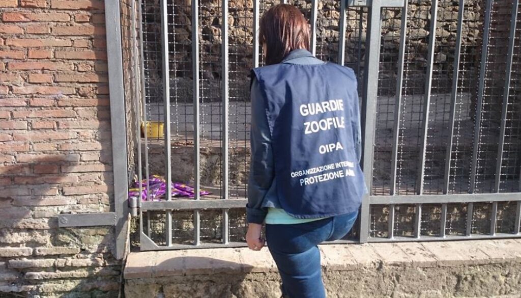 Gatti sfrattati dalle Mura Aureliane