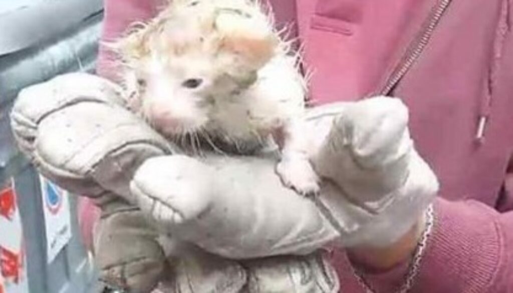Gatto di pochi giorni nei rifiuti a Vigna Clara