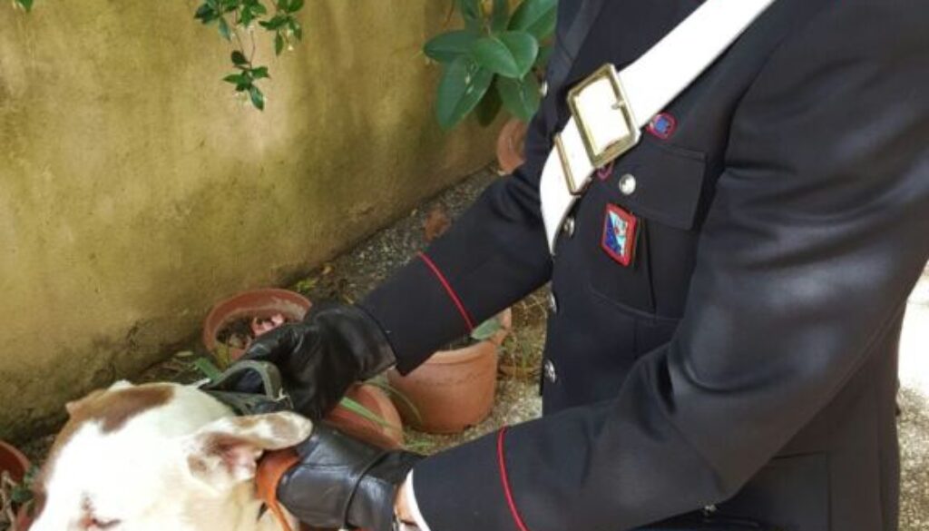 Nasconde la droga nel collare del cane all'Aventino