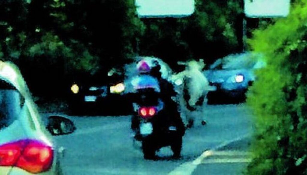 Toro in fuga tra le auto sulla Trionfale