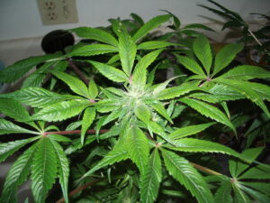 Cannabis-Indica