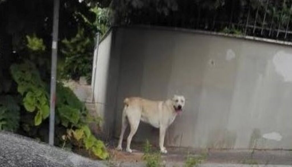 Cane incustodito a Tor Lupara